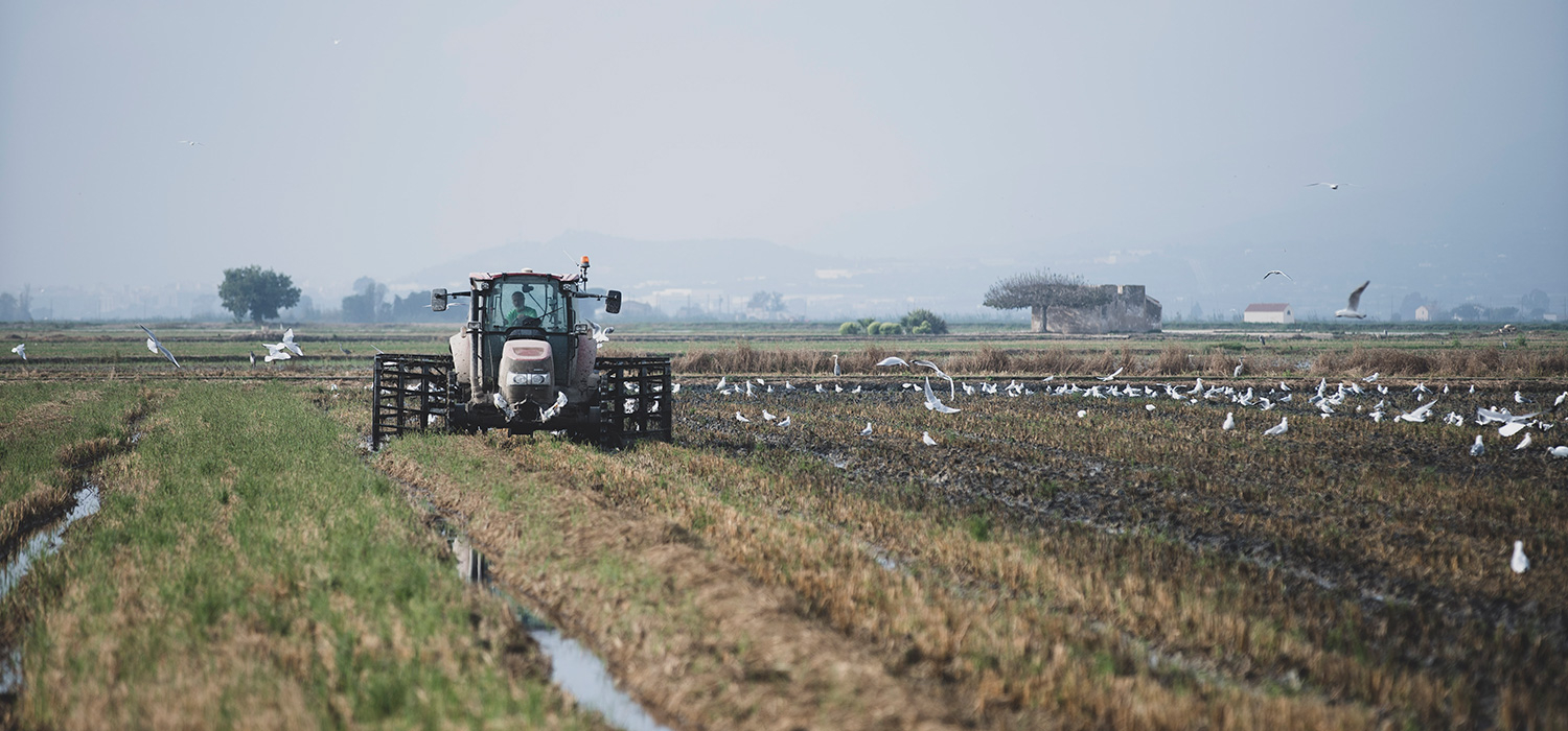 DOP Le riz du delta de l'Èbre