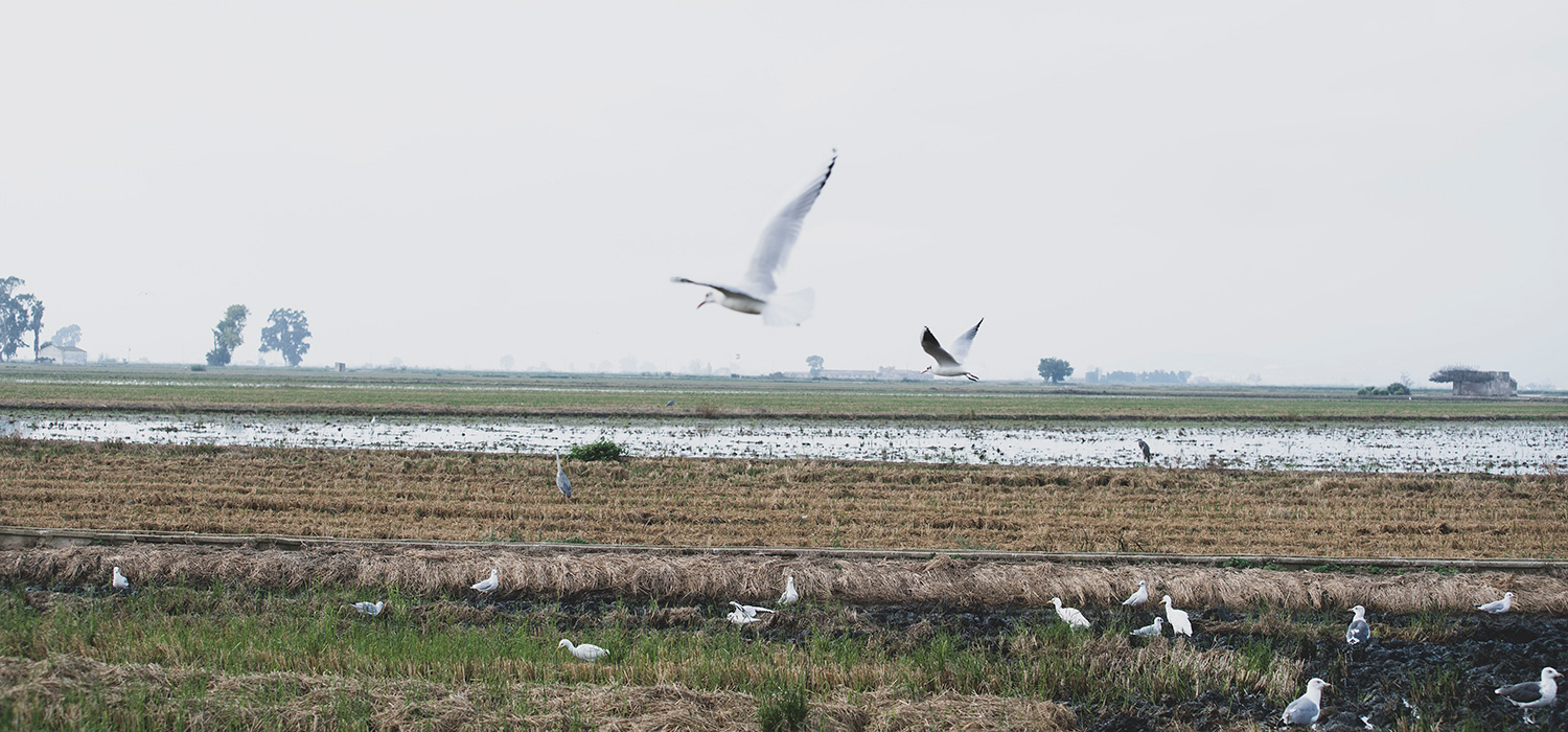 DOP Le riz du delta de l'Èbre