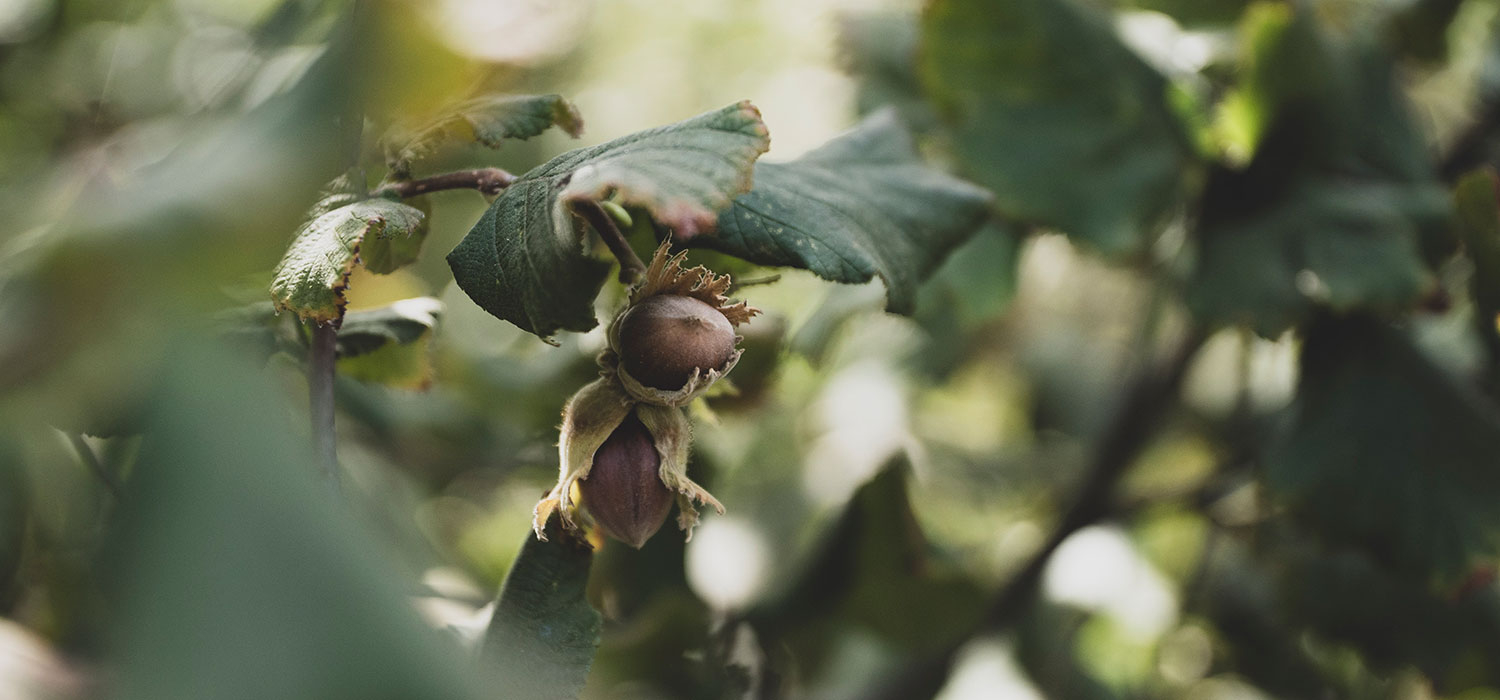 DOP Noisette de Reus