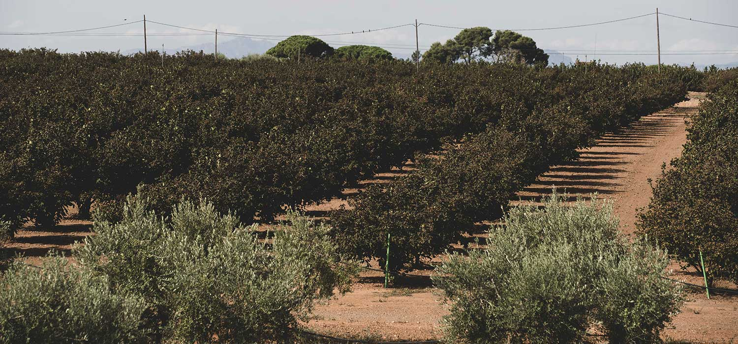 DOP Noisette de Reus