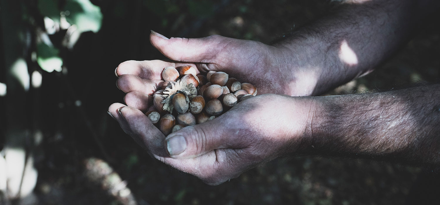 DOP Noisette de Reus