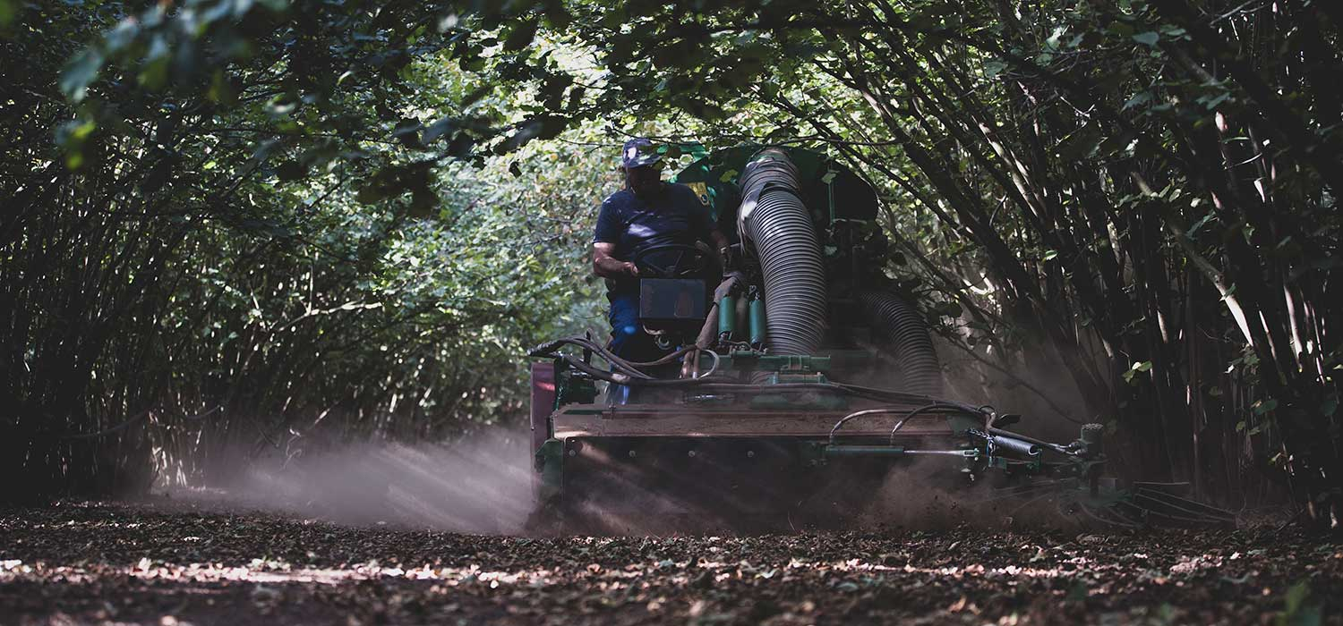 DOP Noisette de Reus