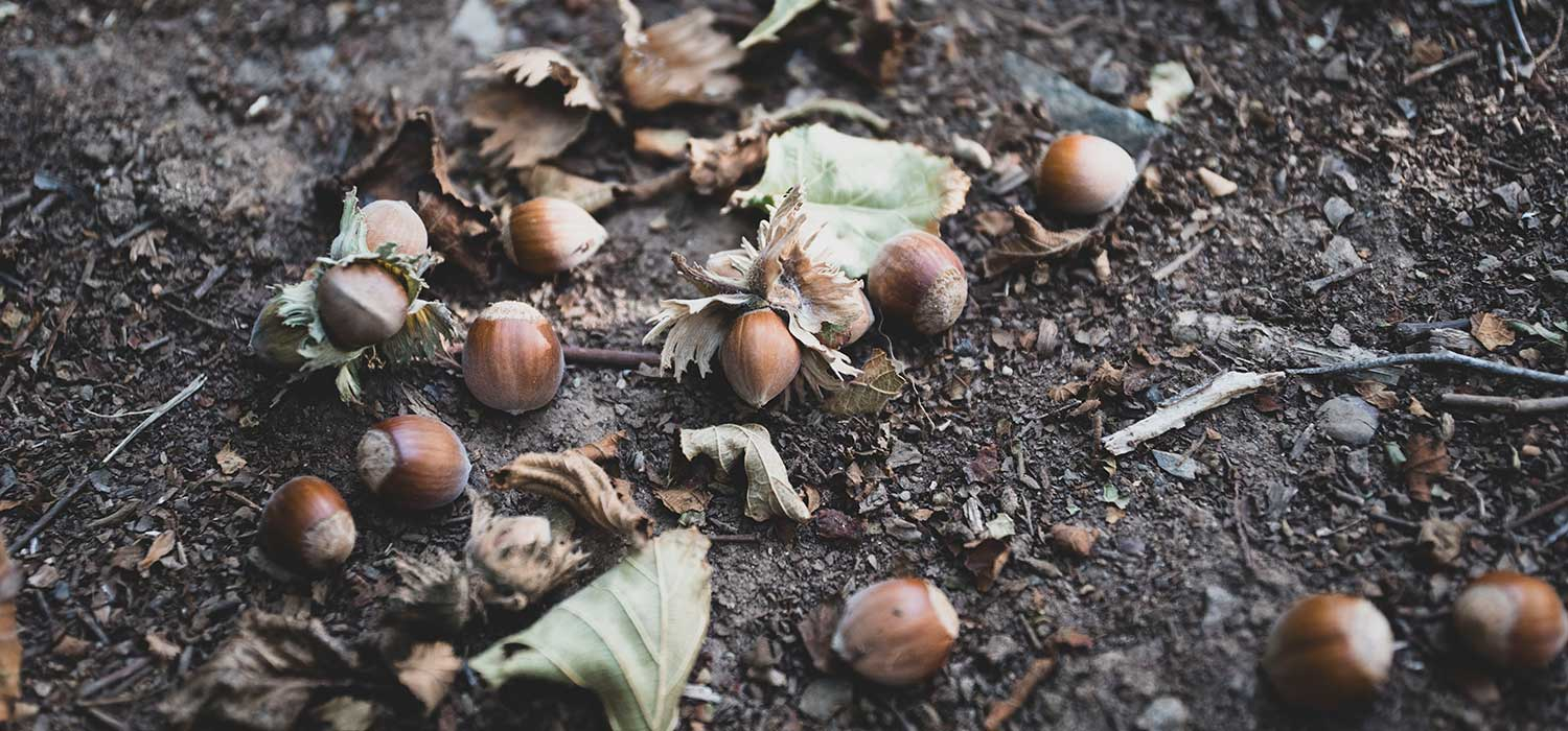 DOP Noisette de Reus