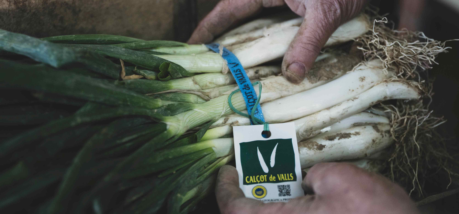 IGP Calçot de Valls