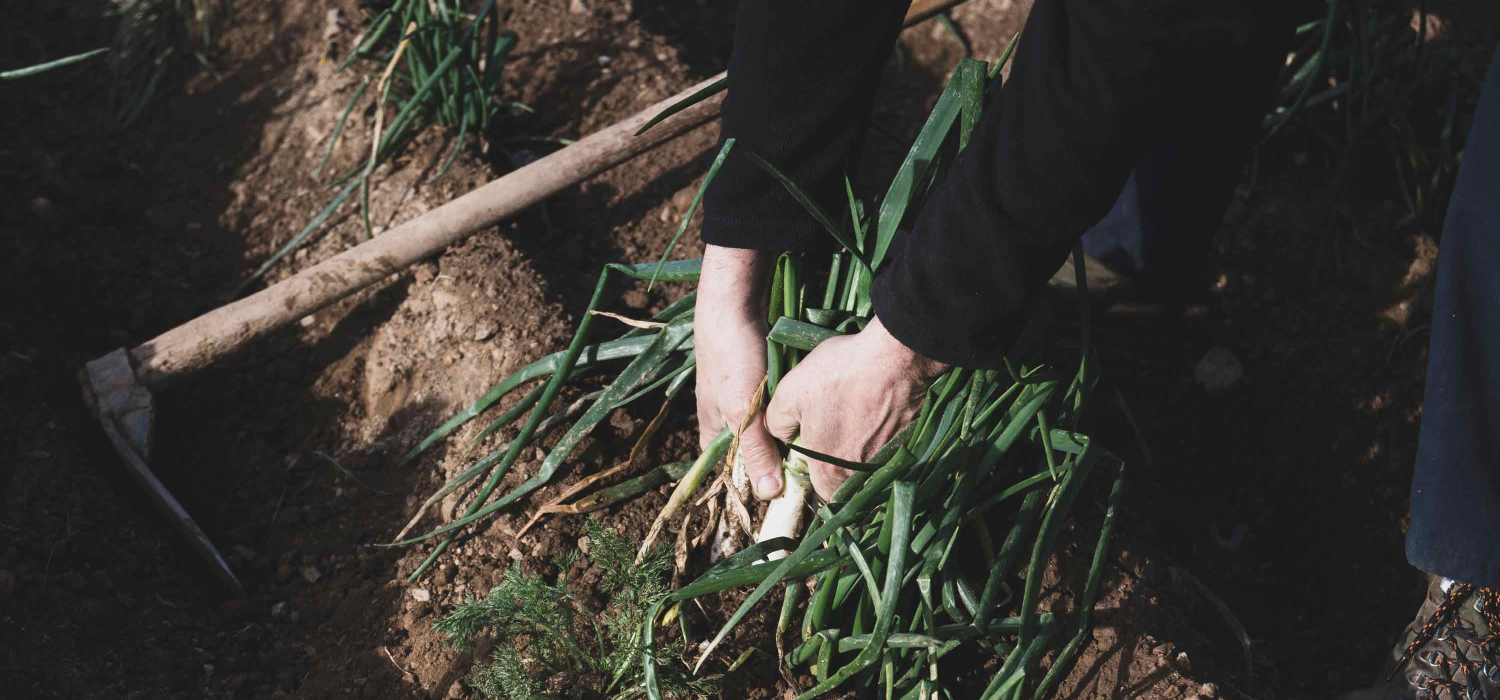 IGP Calçot de Valls