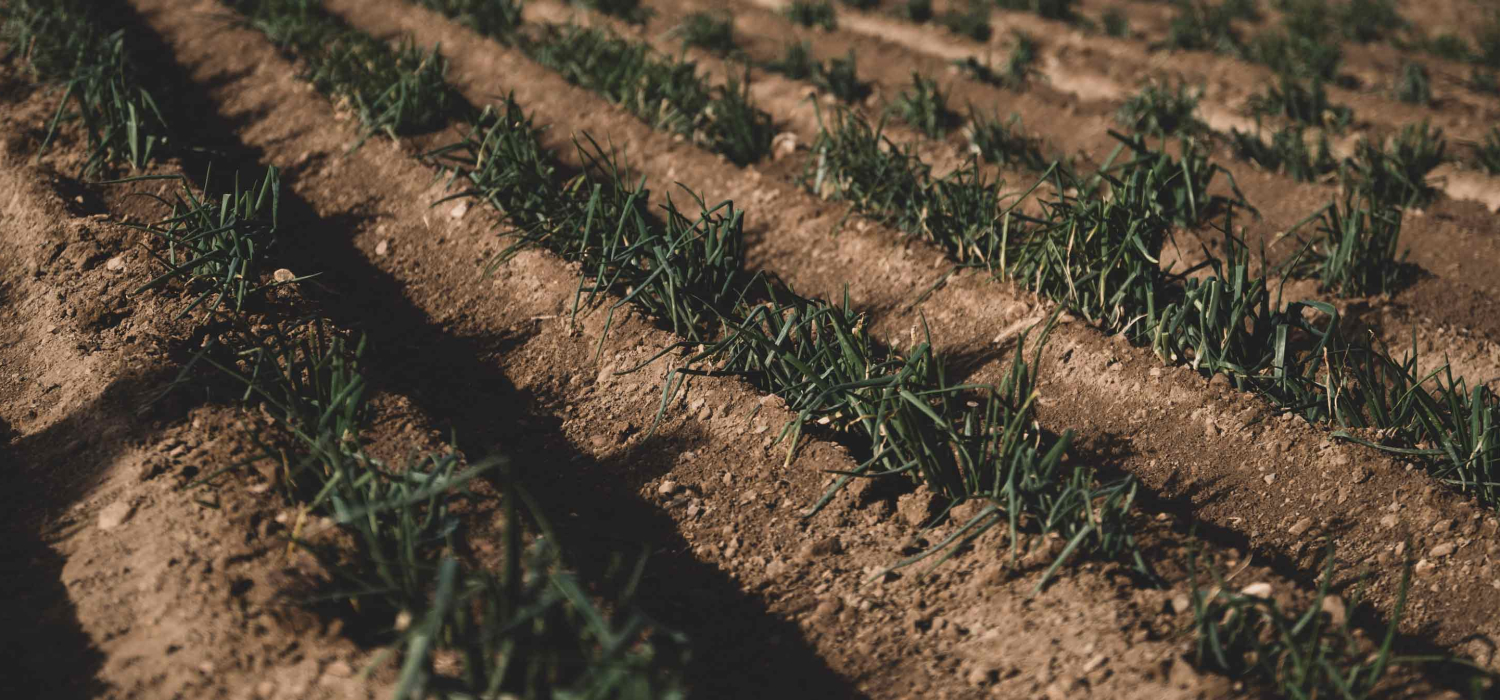 IGP Calçot de Valls