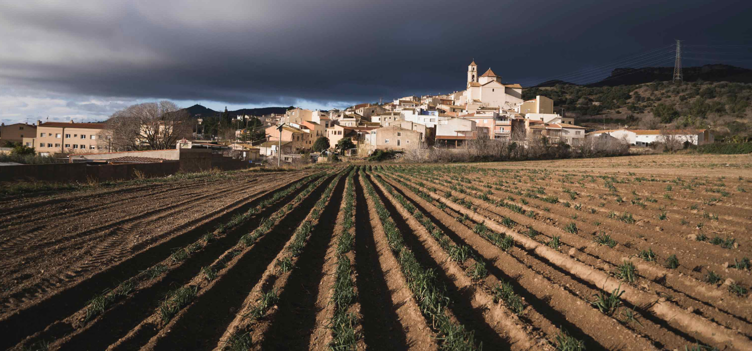 IGP Calçot de Valls