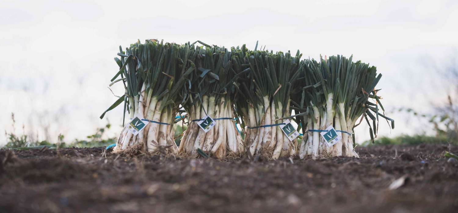 IGP Calçot de Valls