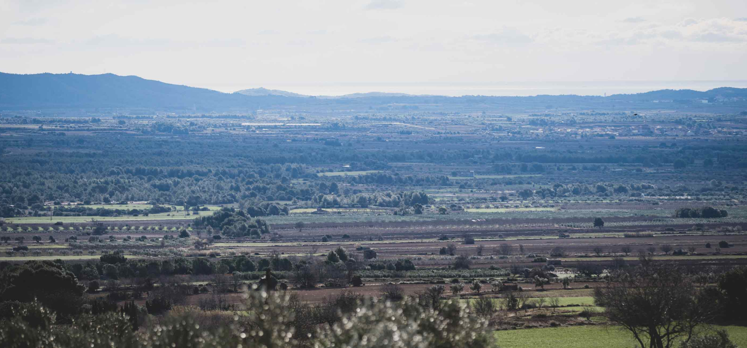 IGP Calçot de Valls