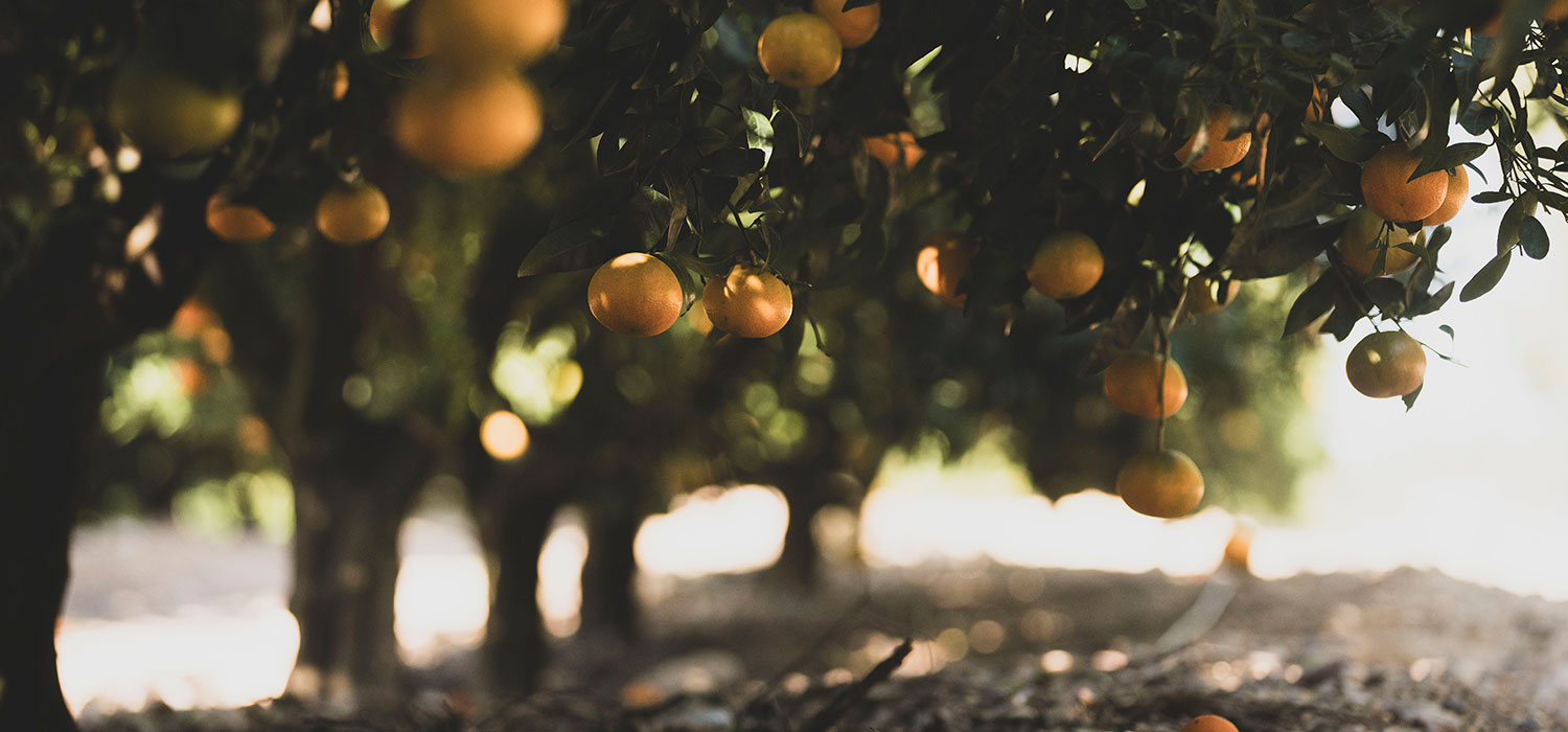 IGP Clementines of the Ebro Lands