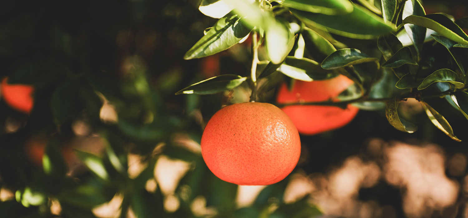 IGP Clementines of the Ebro Lands