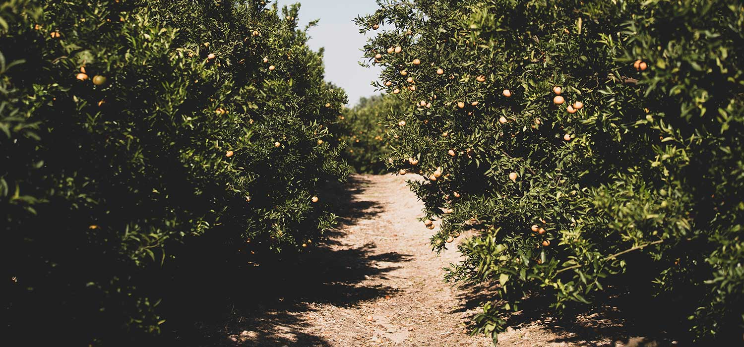 IGP Clementines of the Ebro Lands
