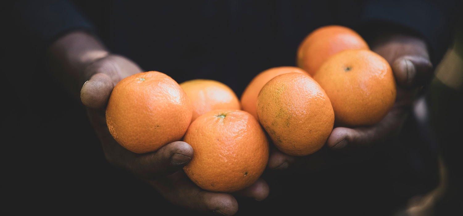 IGP Clementines of the Ebro Lands