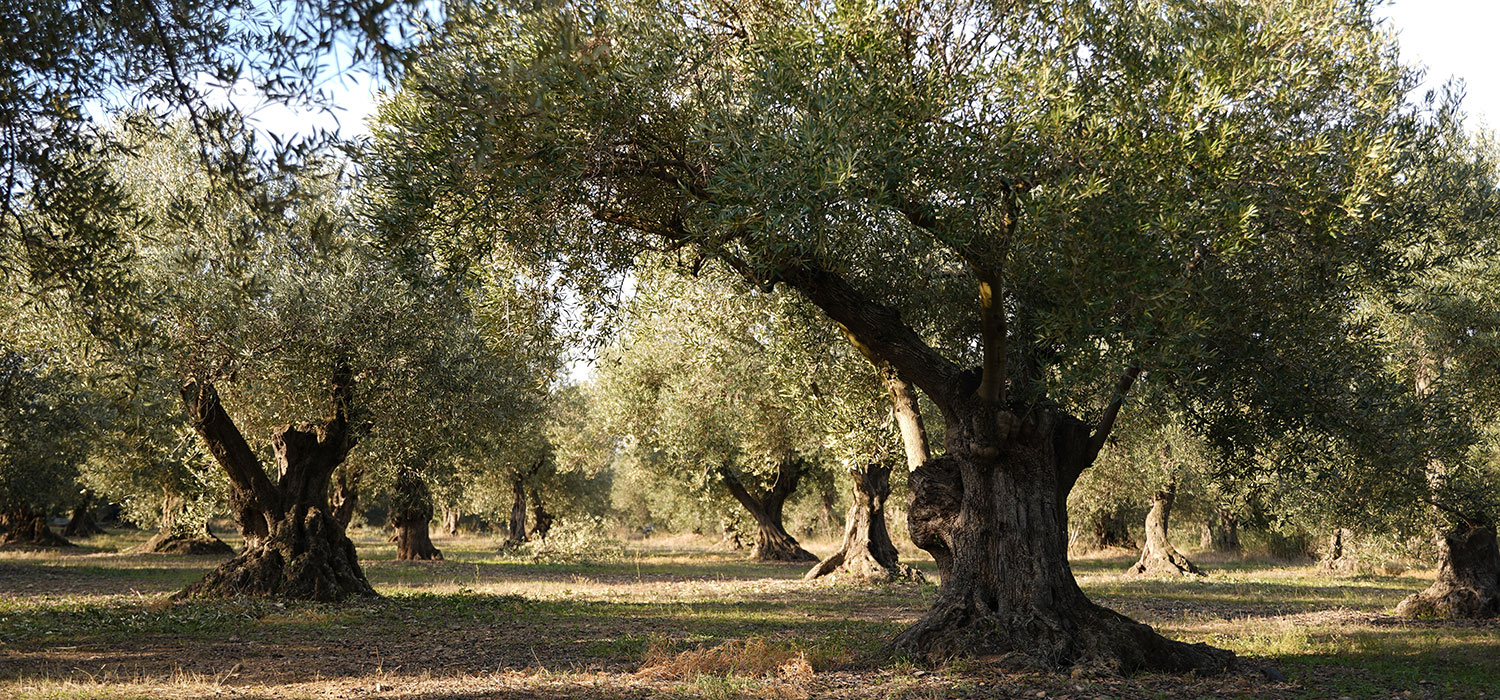 DOP Oli de l’Empordà