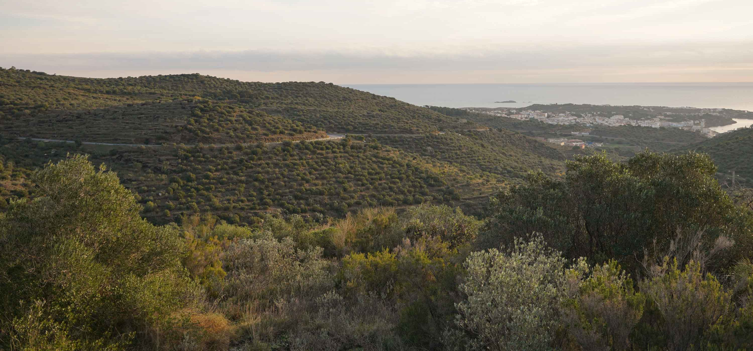 DOP Oli de l’Empordà
