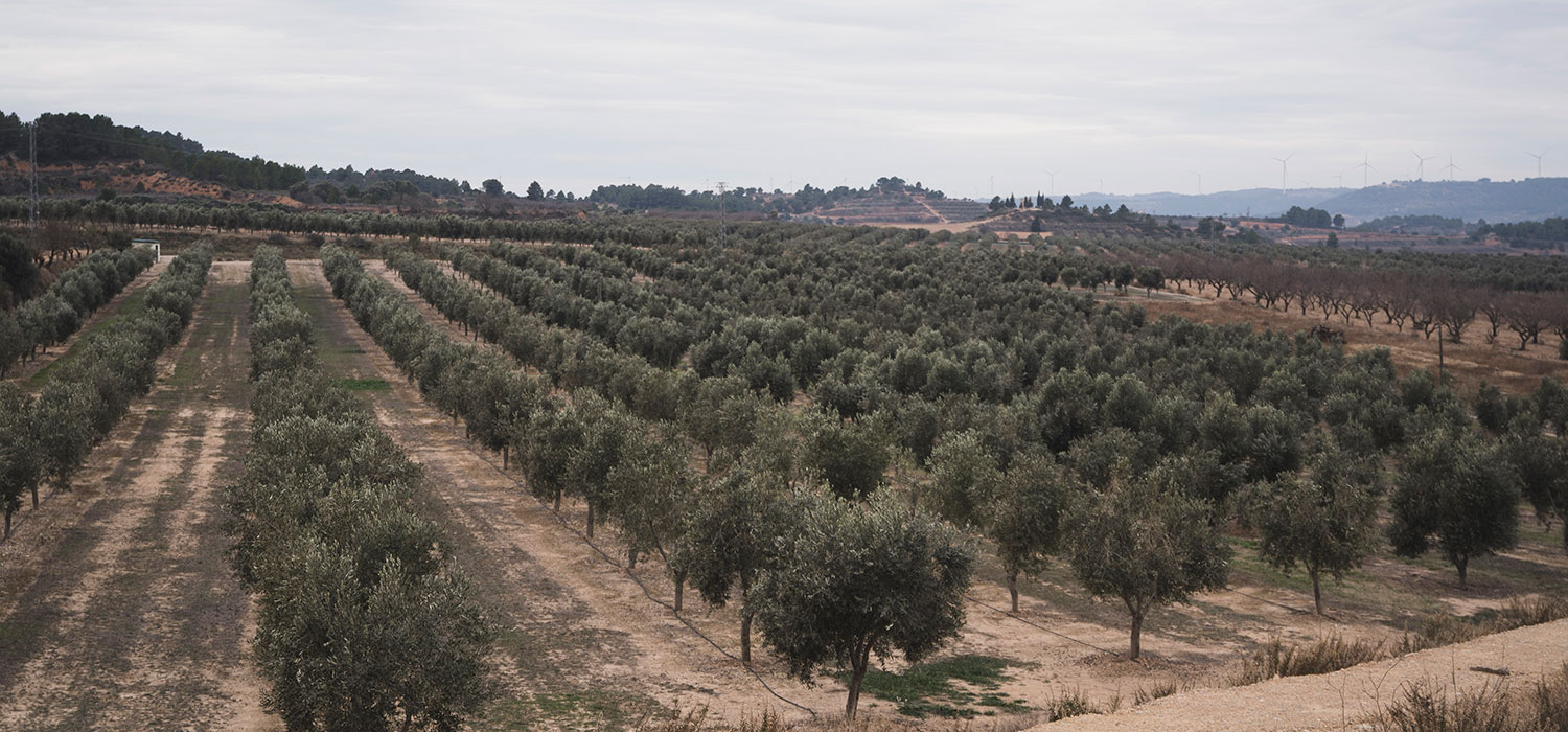 DOP Oli Terra Alta