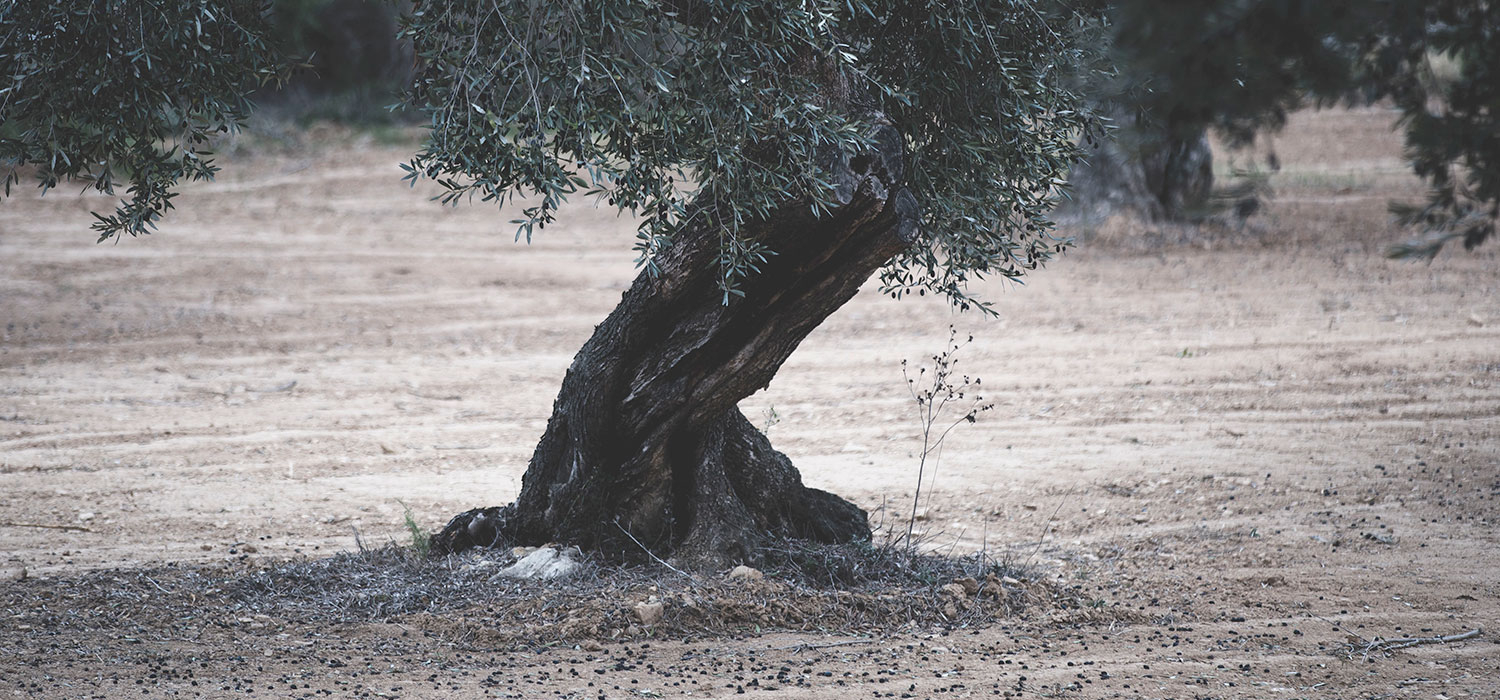DOP Oli Terra Alta