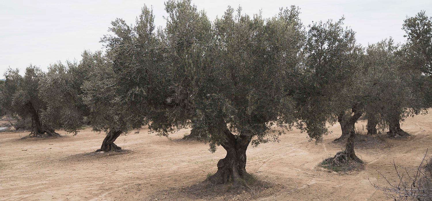 DOP Oli Terra Alta
