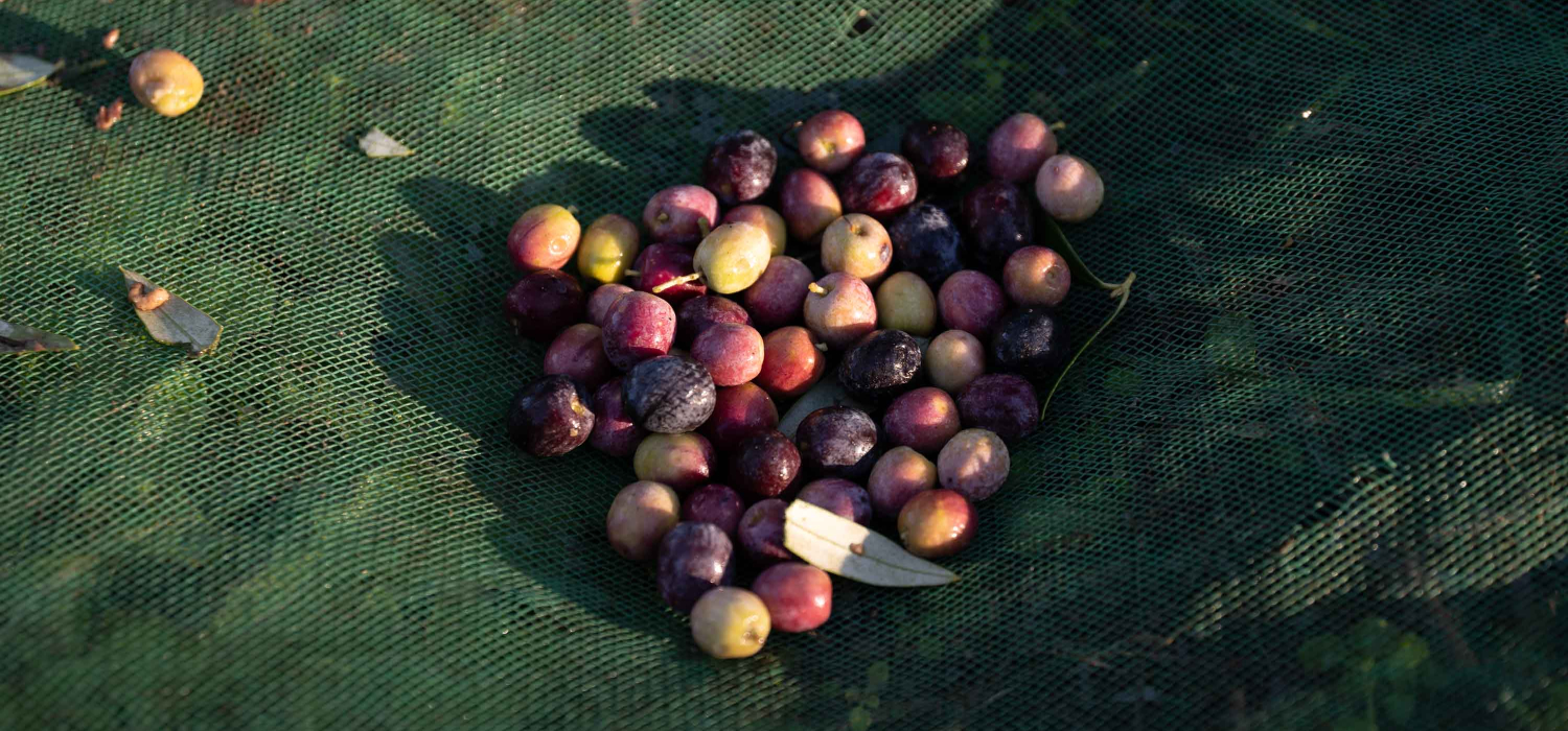 DOP Siurana