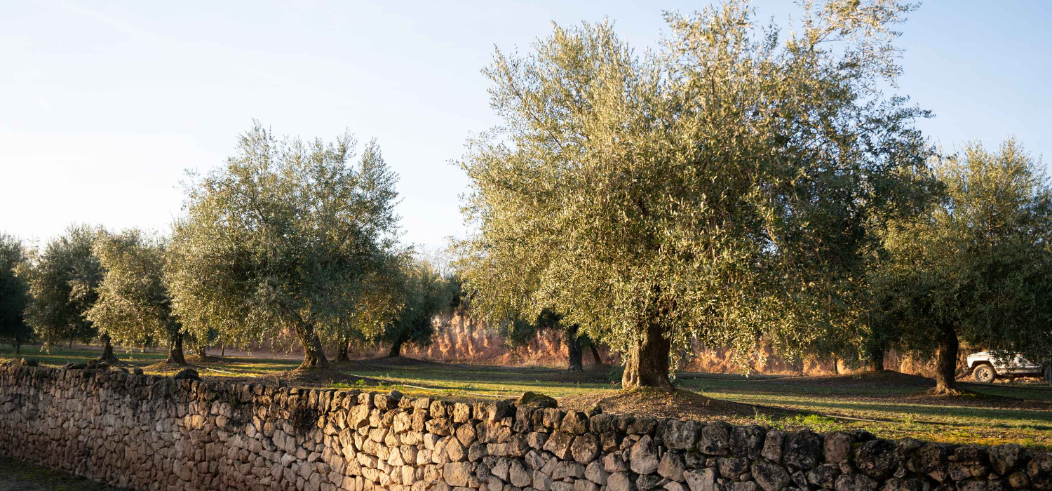 DOP Siurana