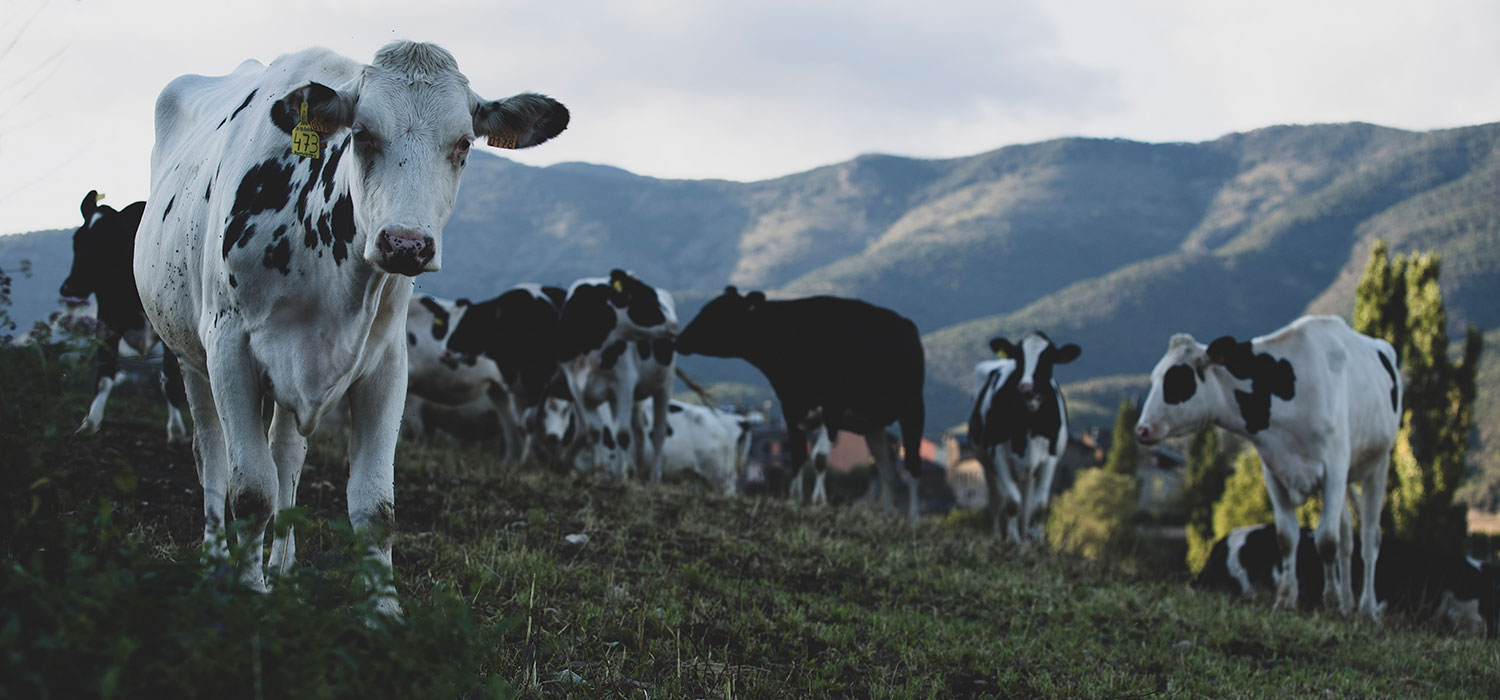 DOP Formatge de l’Alt Urgell i la Cerdanya
