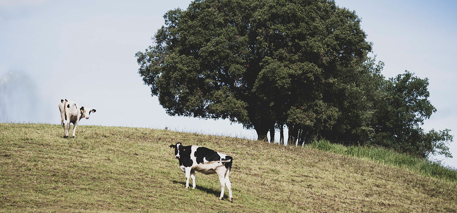 DOP Formatge de l’Alt Urgell i la Cerdanya