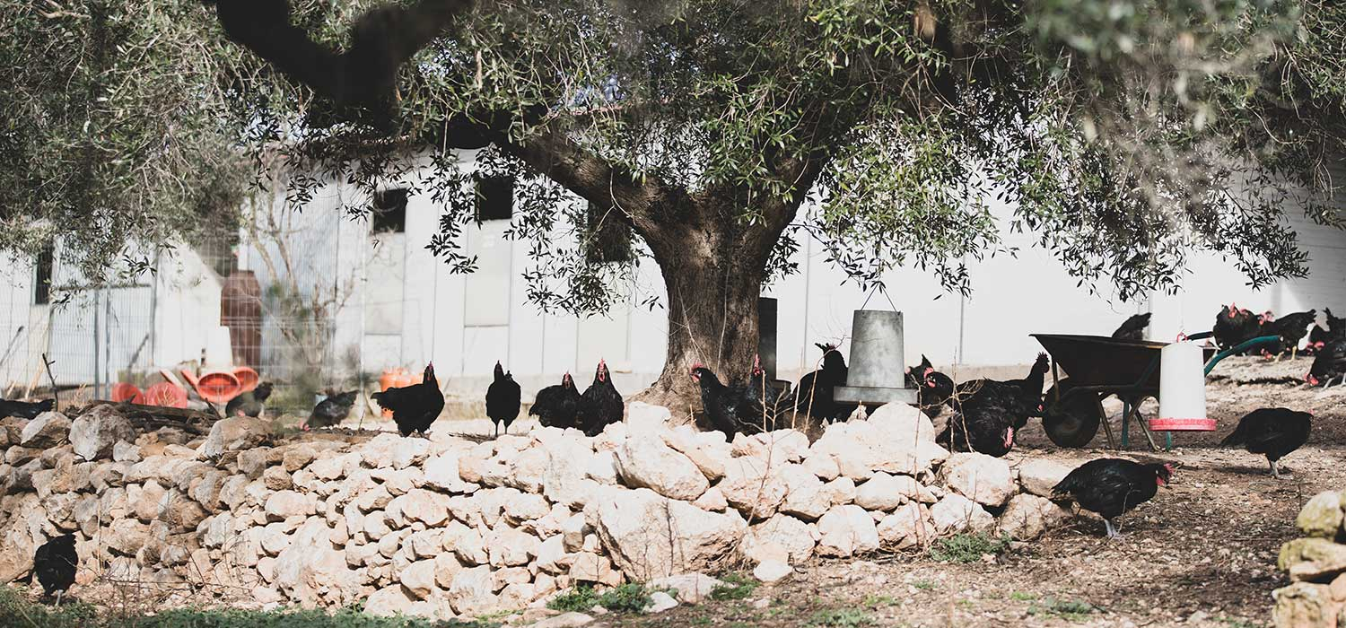 IGP Le coq du Penedès