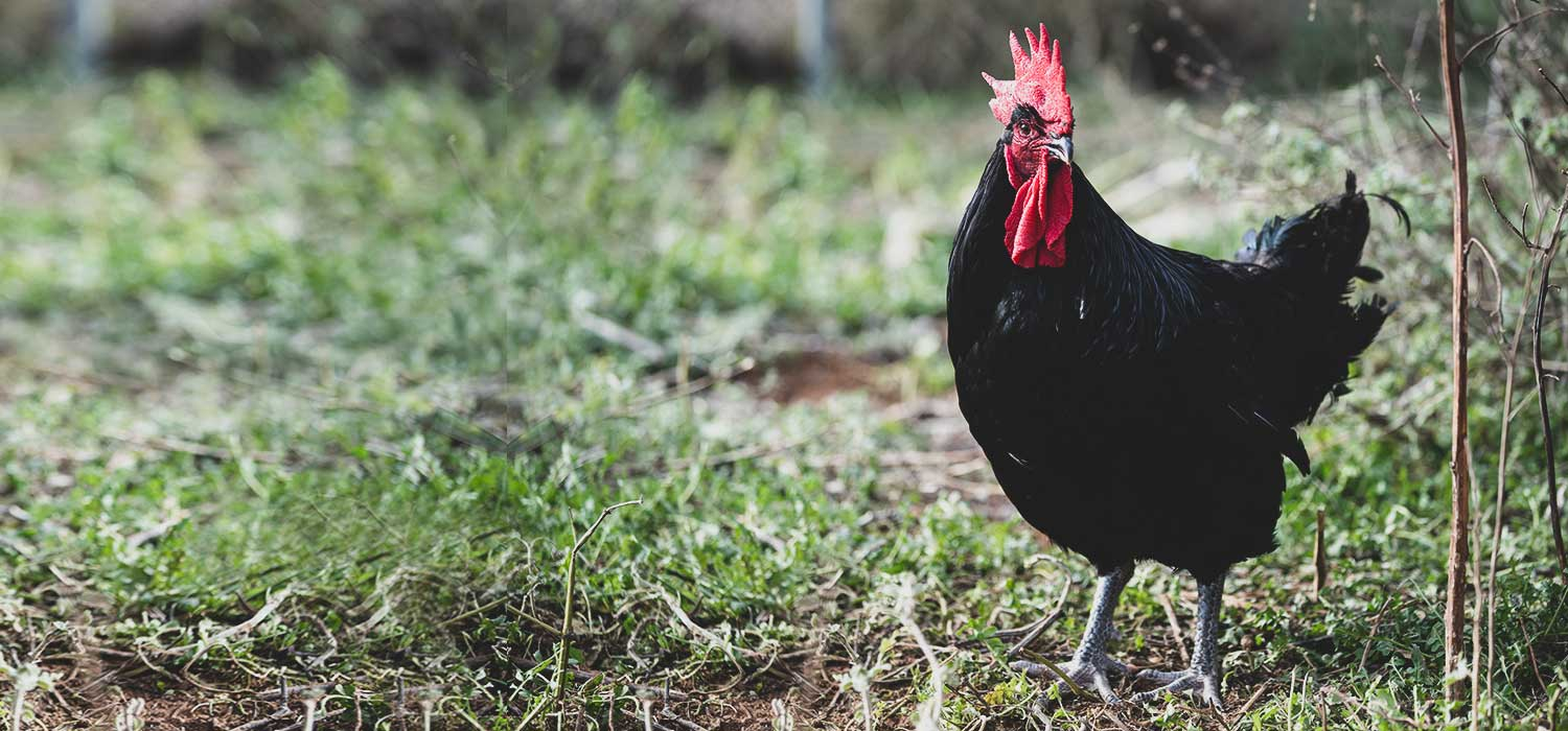 IGP Le coq du Penedès