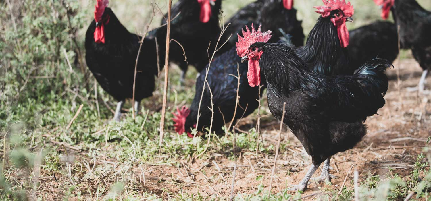 IGP Le coq du Penedès