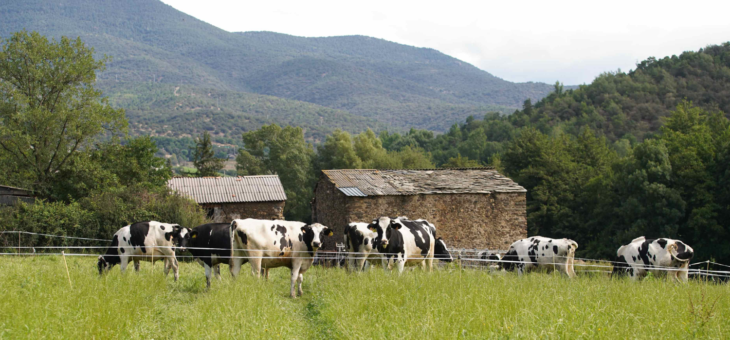 DOP Mantega de l’Alt Urgell i la Cerdanya