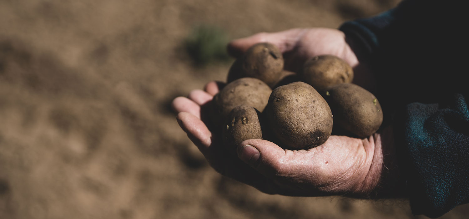 IGP Pommes de terre de Prades