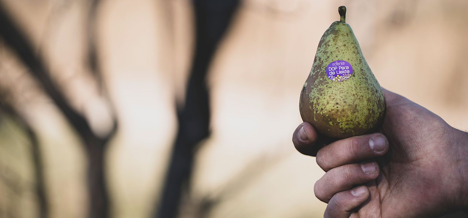DOP Lleida pear