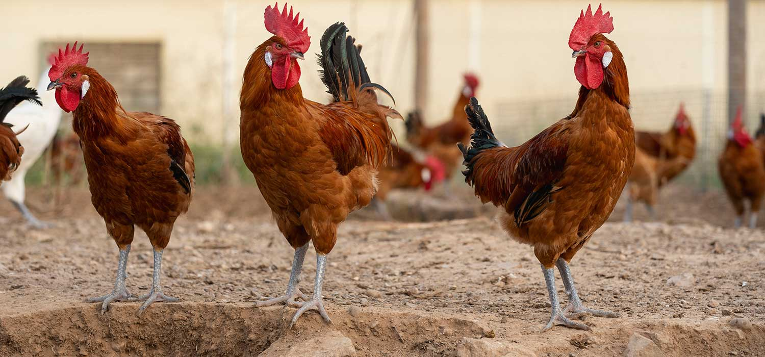 IGP Poulet et chapon du Prat