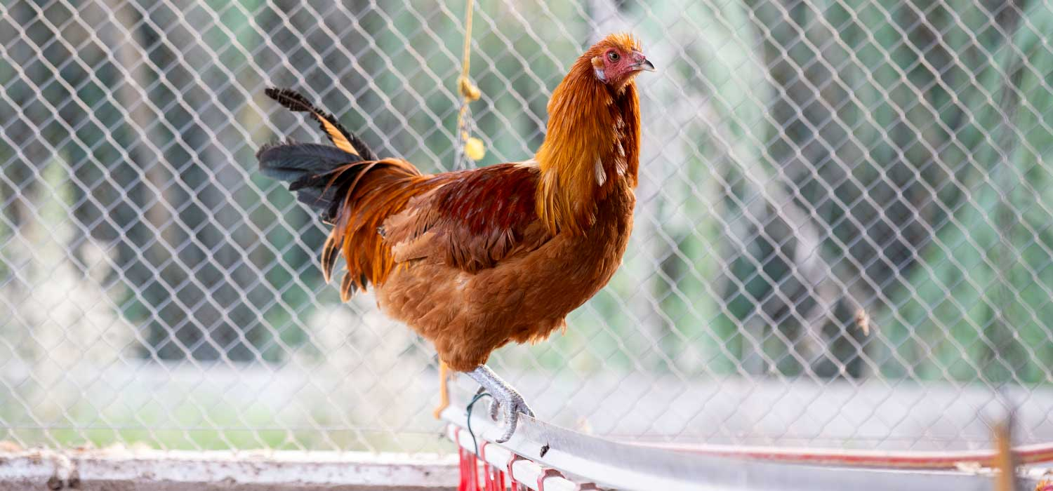 IGP Poulet et chapon du Prat