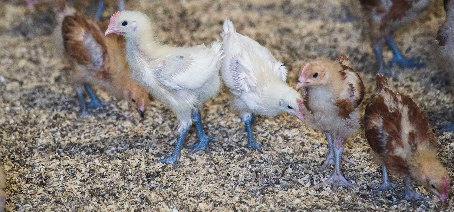 IGP Poulet et chapon du Prat