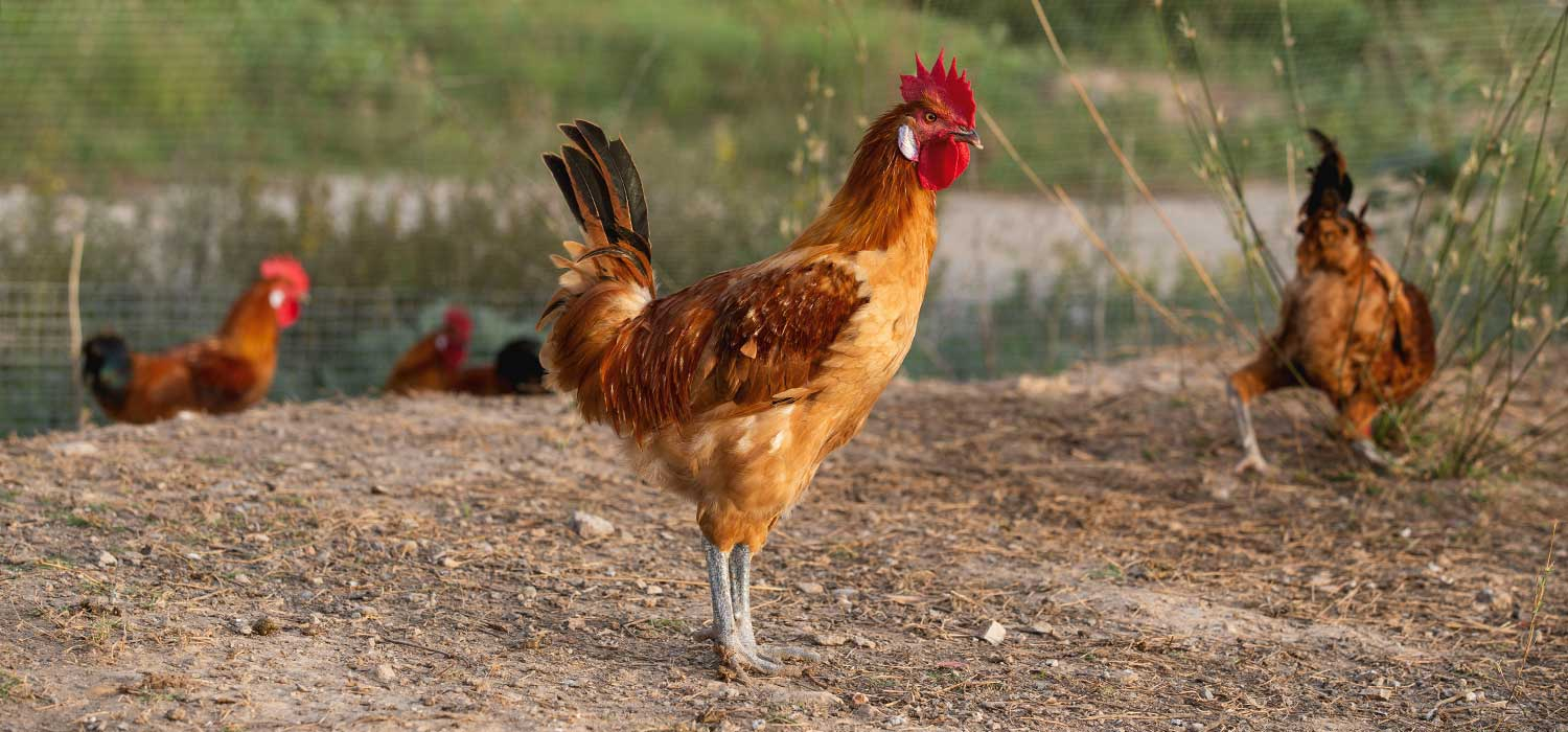 IGP Poulet et chapon du Prat