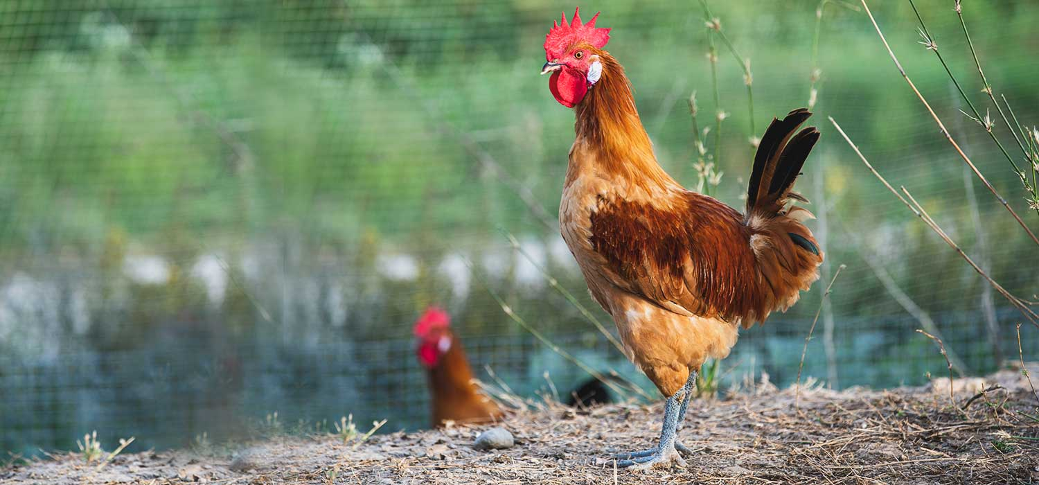 IGP Poulet et chapon du Prat