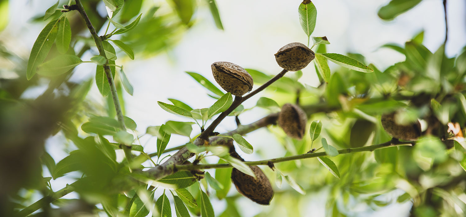 IGP Nougat from Agramunt