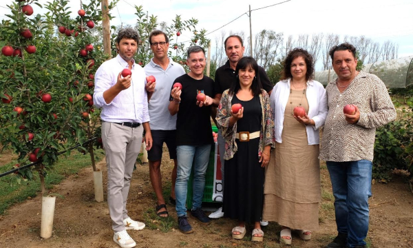 La IGP Poma de Girona preveu produccions superiors a les 100.000 tones de pomes anuals en les collites dels propers anys